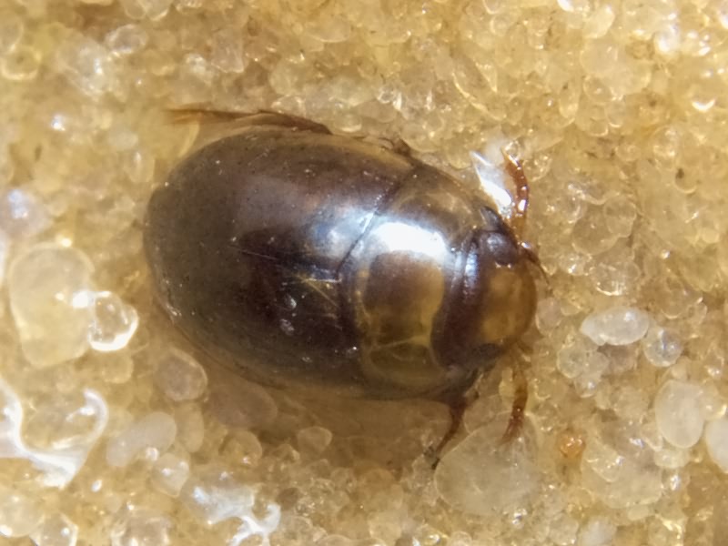 Noterus clavicornis (De Geer, 1774)